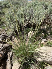 Festuca kingii