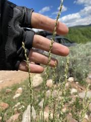 Festuca kingii