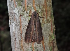 Lepidoptera