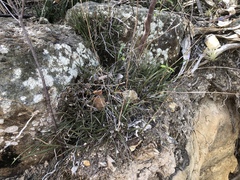 Sansevieria cylindrica