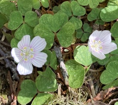 Oxalis montana image