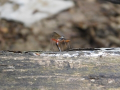 Tanyptera atrata