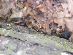 Tanyptera atrata