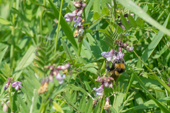 Bombus distinguendus