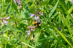 Bombus distinguendus