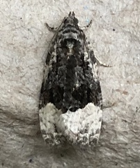 Apotomis capreana