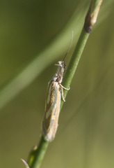 Pleurota honorella