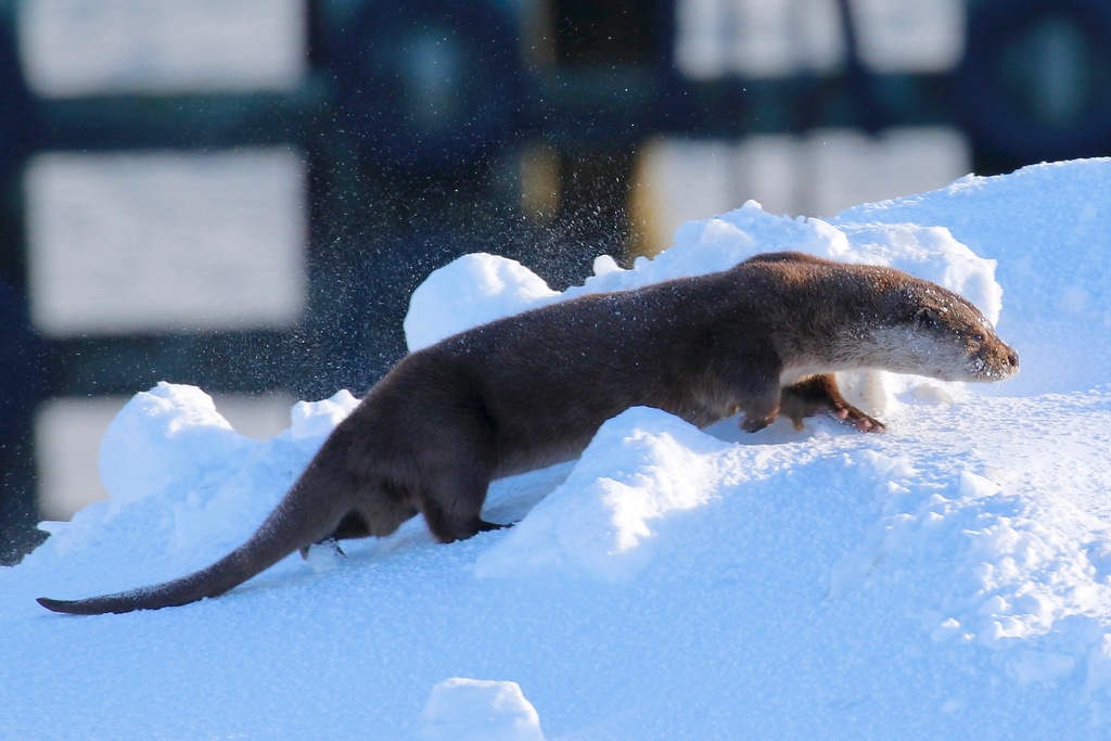 Photo of Eurasian otter (Lutra lutra)