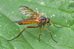 Rhagio immaculatus