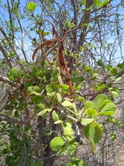 Vachellia californica