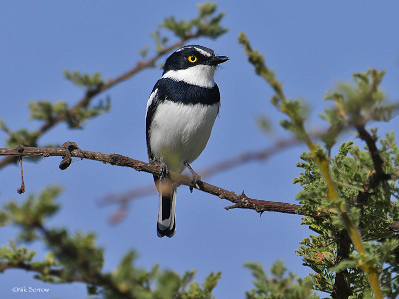 Western Black-headed Batis (Batis erlangeri) photo