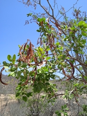 Vachellia californica
