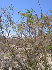 Vachellia californica