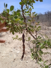 Vachellia californica