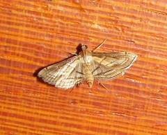 Marasmia trapezalis