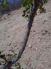 Vachellia californica
