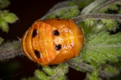Harmonia axyridis