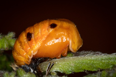 Harmonia axyridis