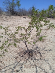 Vachellia californica