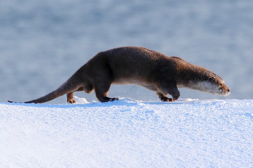 Photo of Eurasian otter (Lutra lutra)