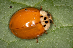 Harmonia axyridis