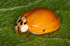 Harmonia axyridis