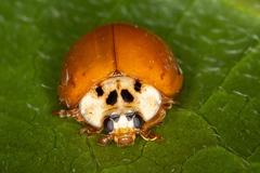 Harmonia axyridis