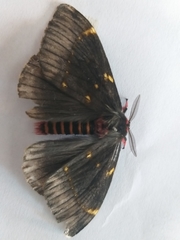 Paradirphia fumosa