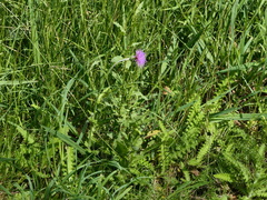 Cirsium filipendulum