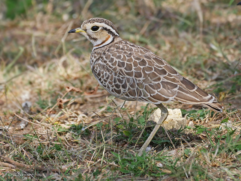 Short-billed Coursers