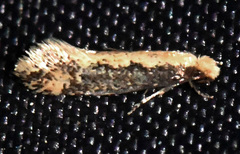Tinea mandarinella