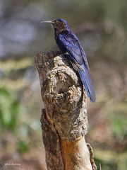 Black Scimitarbill photo 2