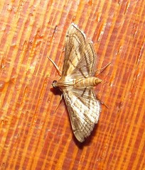 Marasmia trapezalis