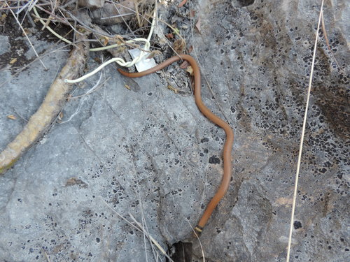 Tantilla bocourti