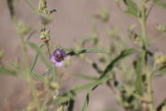 Calliopsis subalpina