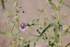 Calliopsis subalpina