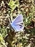 Polyommatus icarus