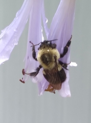 Bombus impatiens image
