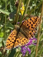 Argynnis niobe
