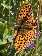 Argynnis niobe