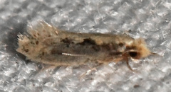 Tinea mandarinella