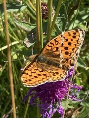 Argynnis niobe