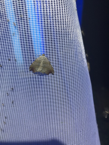 Photo of Beautiful Hook-tip (Laspeyria flexula)