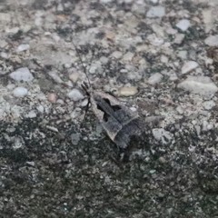 Dichomeris bilobella