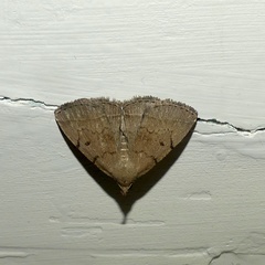 Zanclognatha protumnusalis