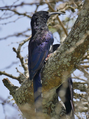 Phoeniculus somaliensis