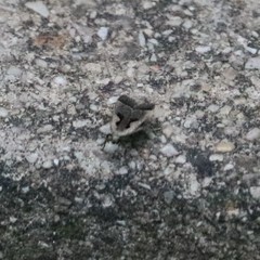 Dichomeris bilobella