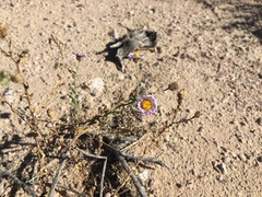 Leucosyris arida