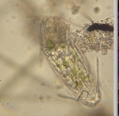 Rotifera