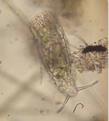 Rotifera